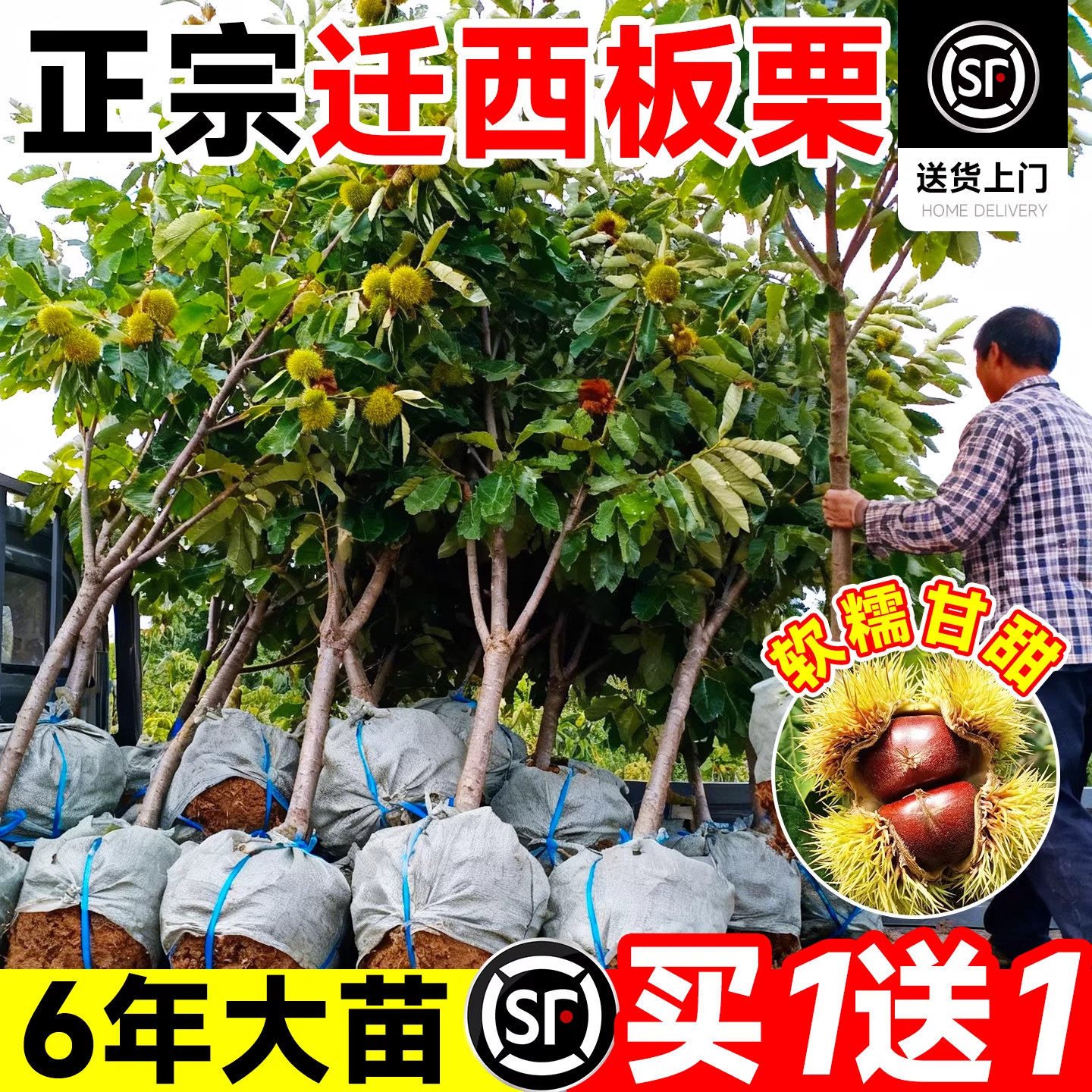 板栗树苗嫁接果迁西大红袍