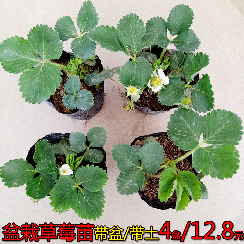 四季奶油草莓苗秧盆栽种植苗草莓苗四季结果草莓盆栽带盆带土阳台