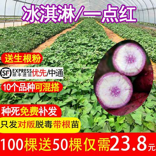 高产冰淇淋红薯苗地瓜番种