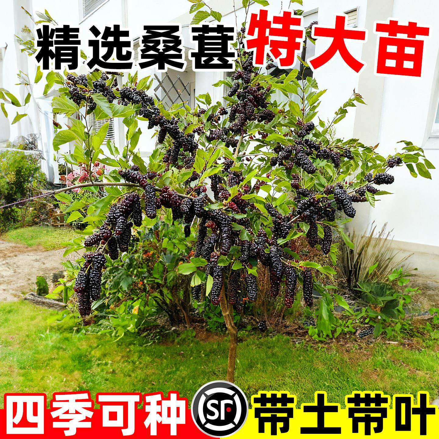 桑葚树苗嫁接无籽十长果当