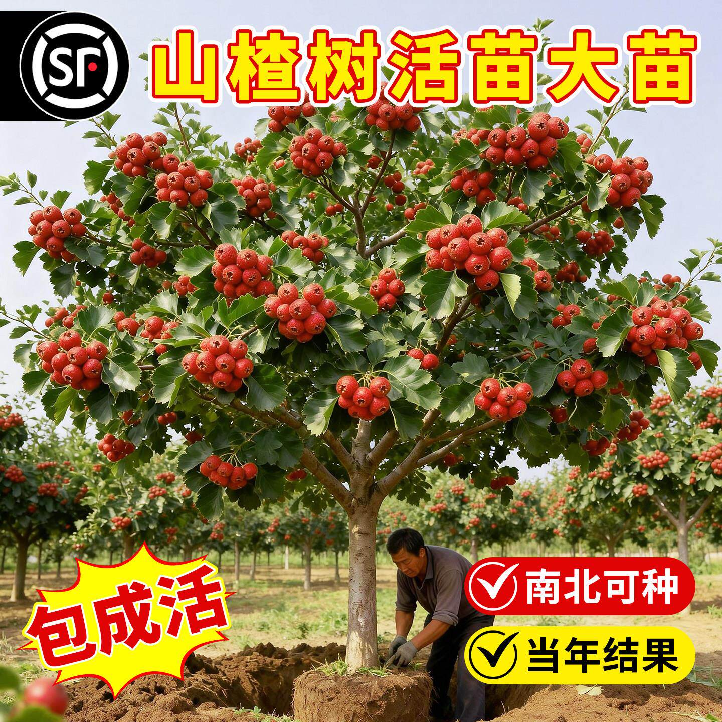 山楂树活苗特大果正宗无籽