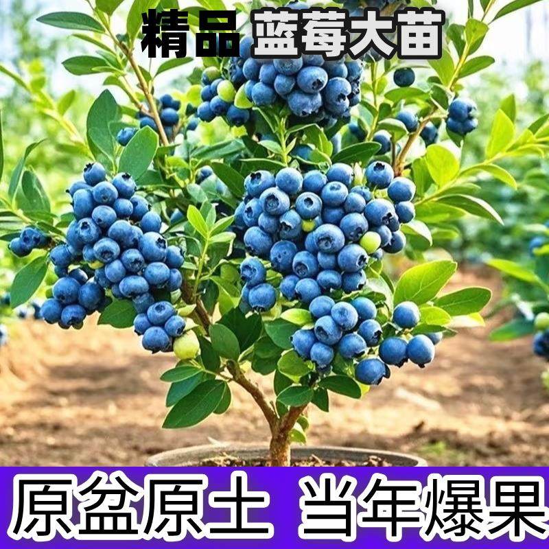 蓝莓树果苗盆栽蓝梅苗特大号带果室内阳台地栽耐寒南北方四季结果,鲜花速递/花卉仿真/绿植园艺,果树,淘宝优惠券,粉丝福利购,淘宝优惠卷