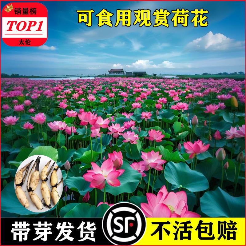 大型观赏荷花种藕苗盆栽水