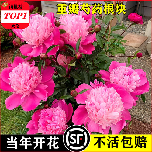 重瓣芍药花苗带芽四季种根