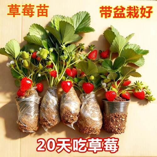 草莓苗盆栽带果四季结奶油