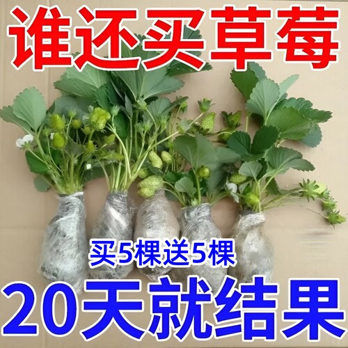 四季奶油草莓苗盆栽当年结