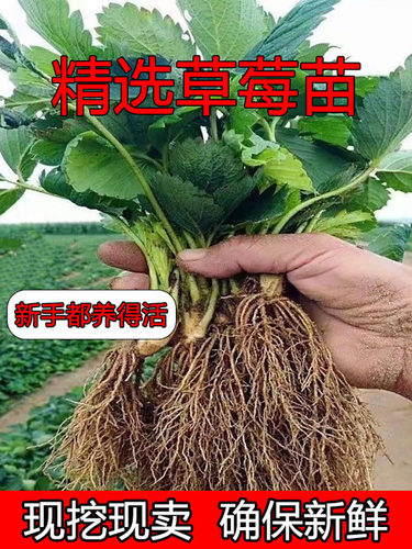 草莓秧苗批发四季结果奶油牛