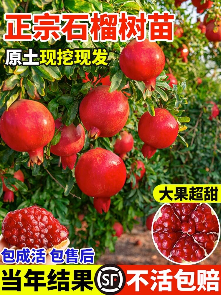 石榴树苗突尼斯软籽带土特大