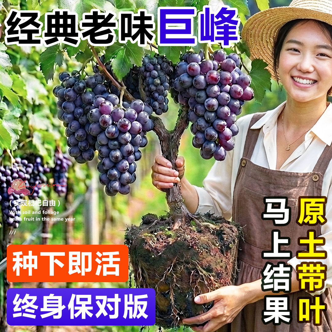 巨峰葡萄树苗阳光玫瑰大果