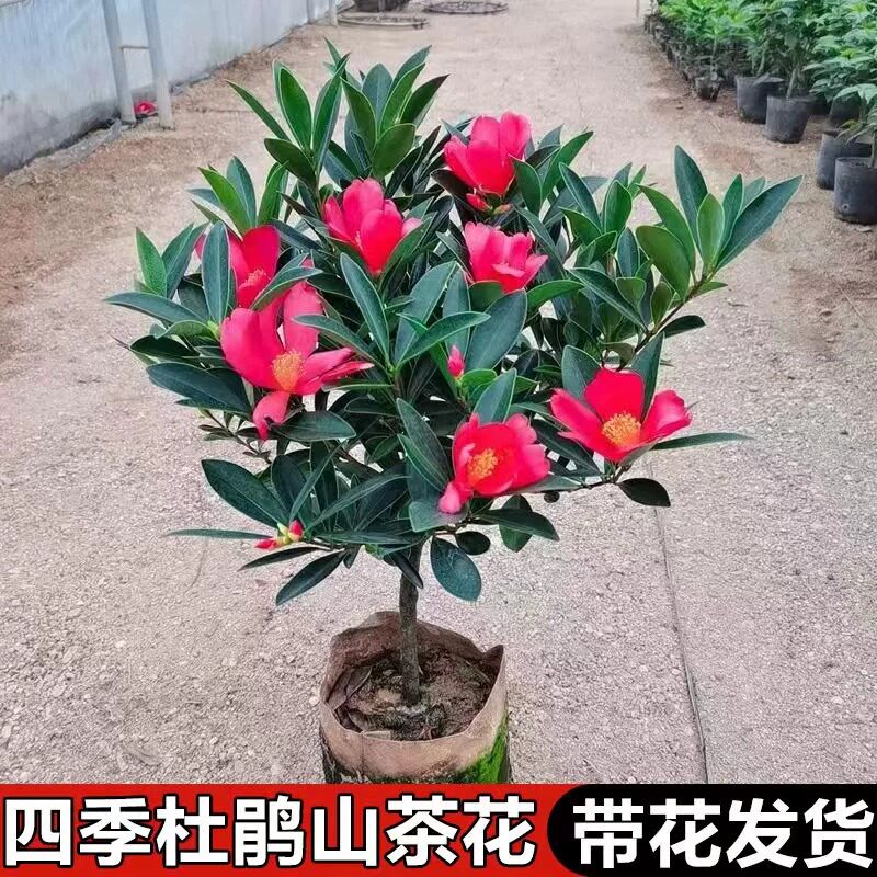 四季杜鹃山茶花带苞室内植