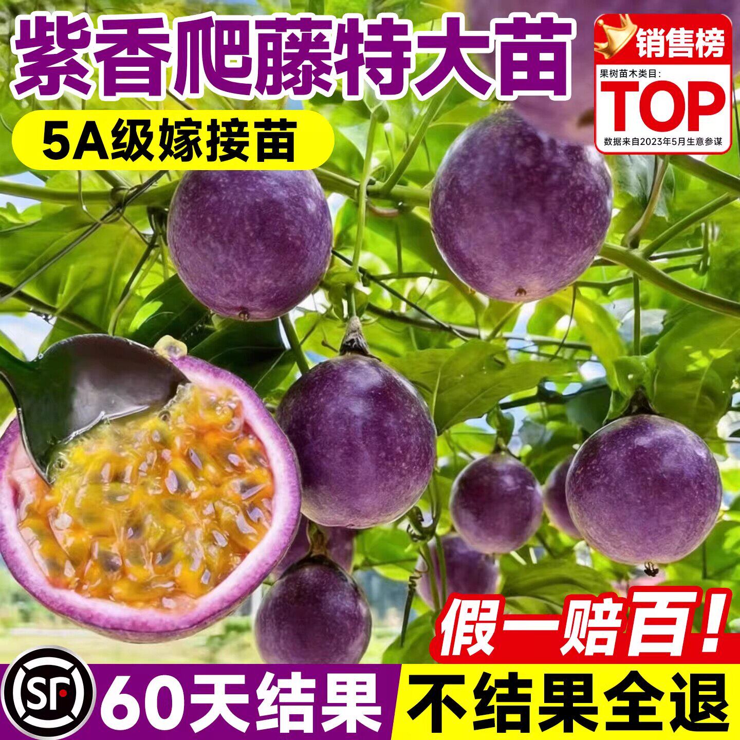 紫香百果树苗9号黄金大广