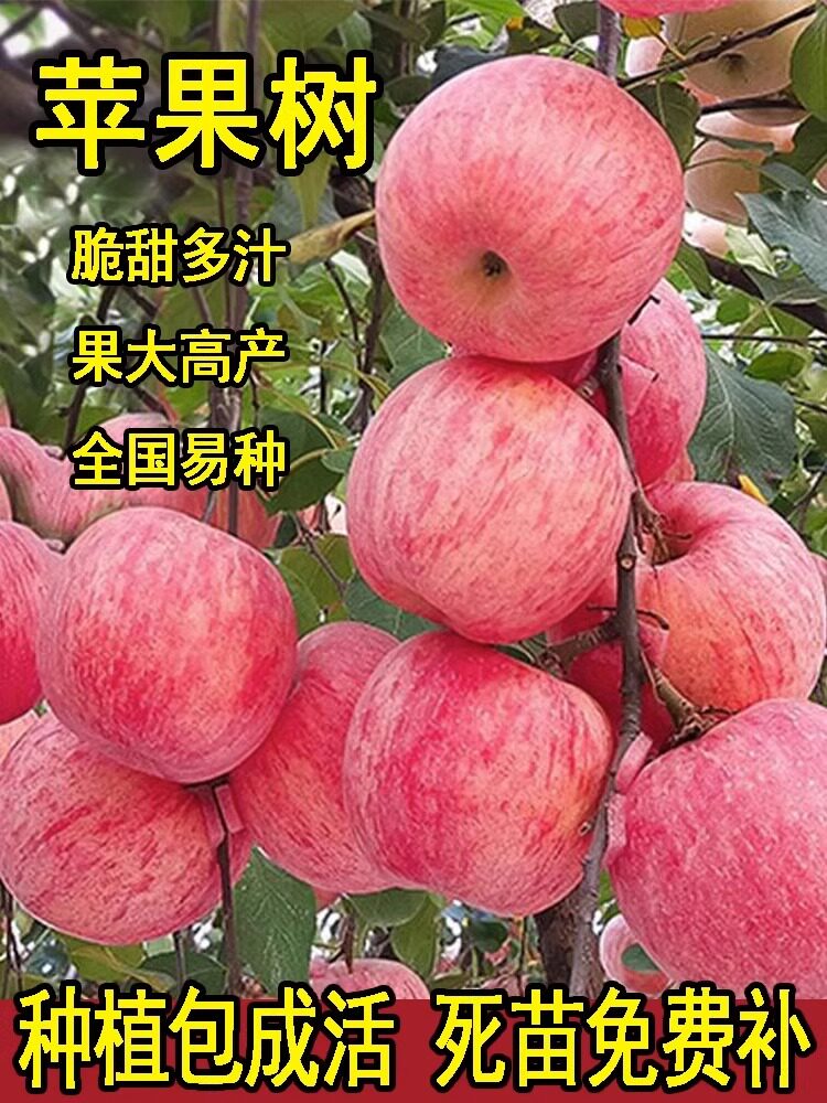 苹果树苗盆栽南方北种植地冰