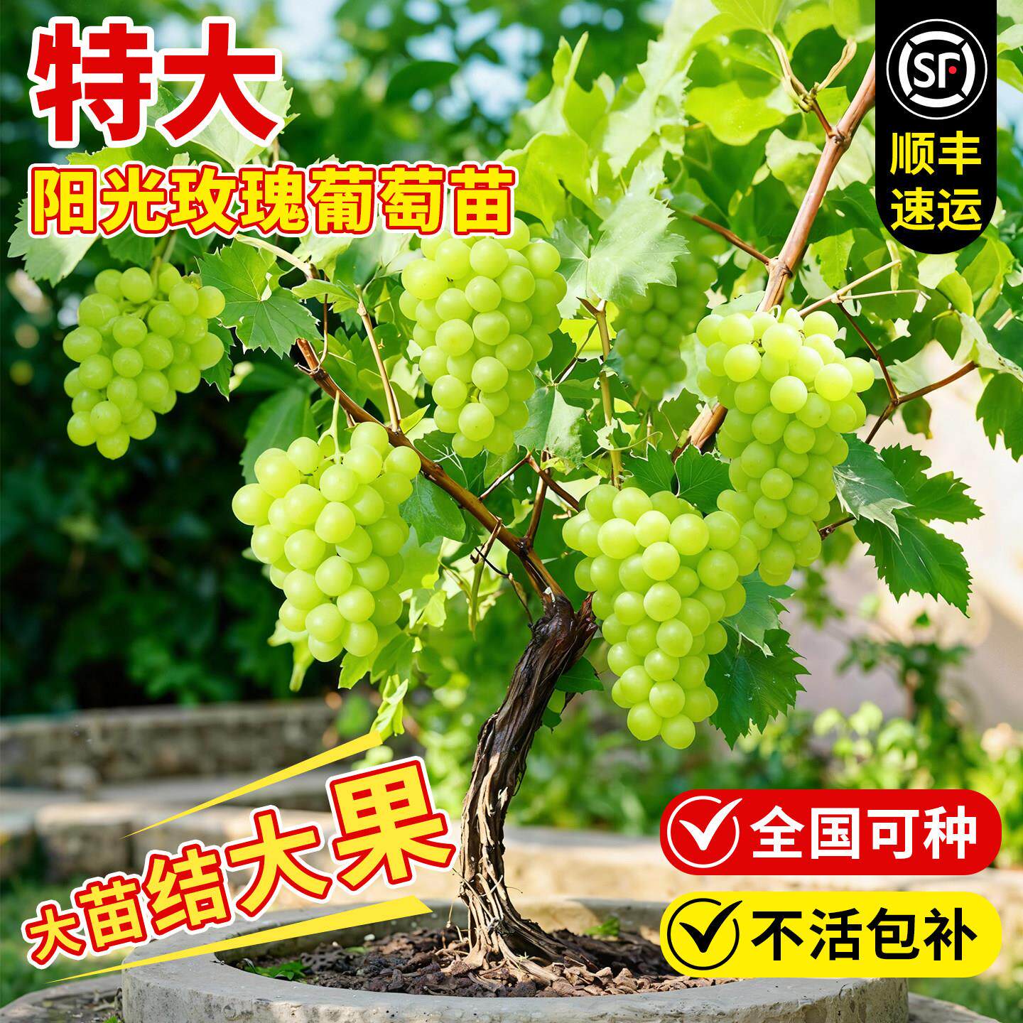 葡萄树苗特大阳光玫瑰果盆