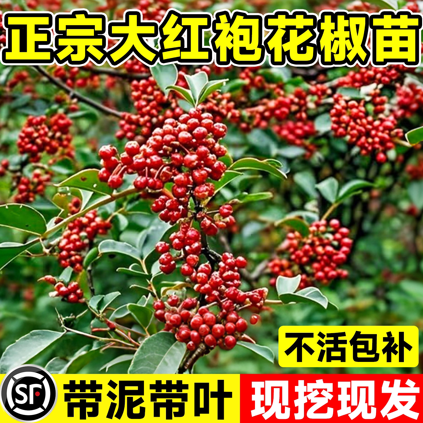 正宗四川大红袍花椒树苗食