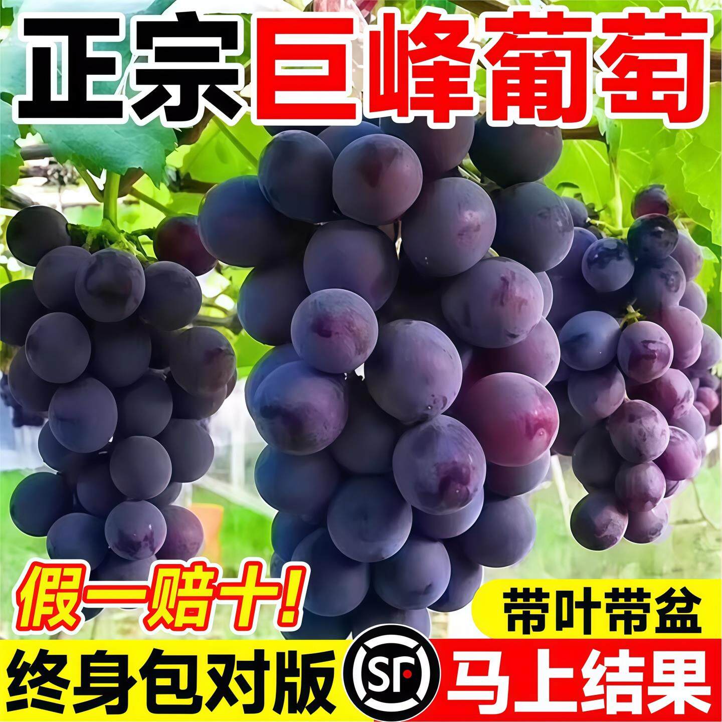 巨峰葡萄树苗阳光玫瑰大盆