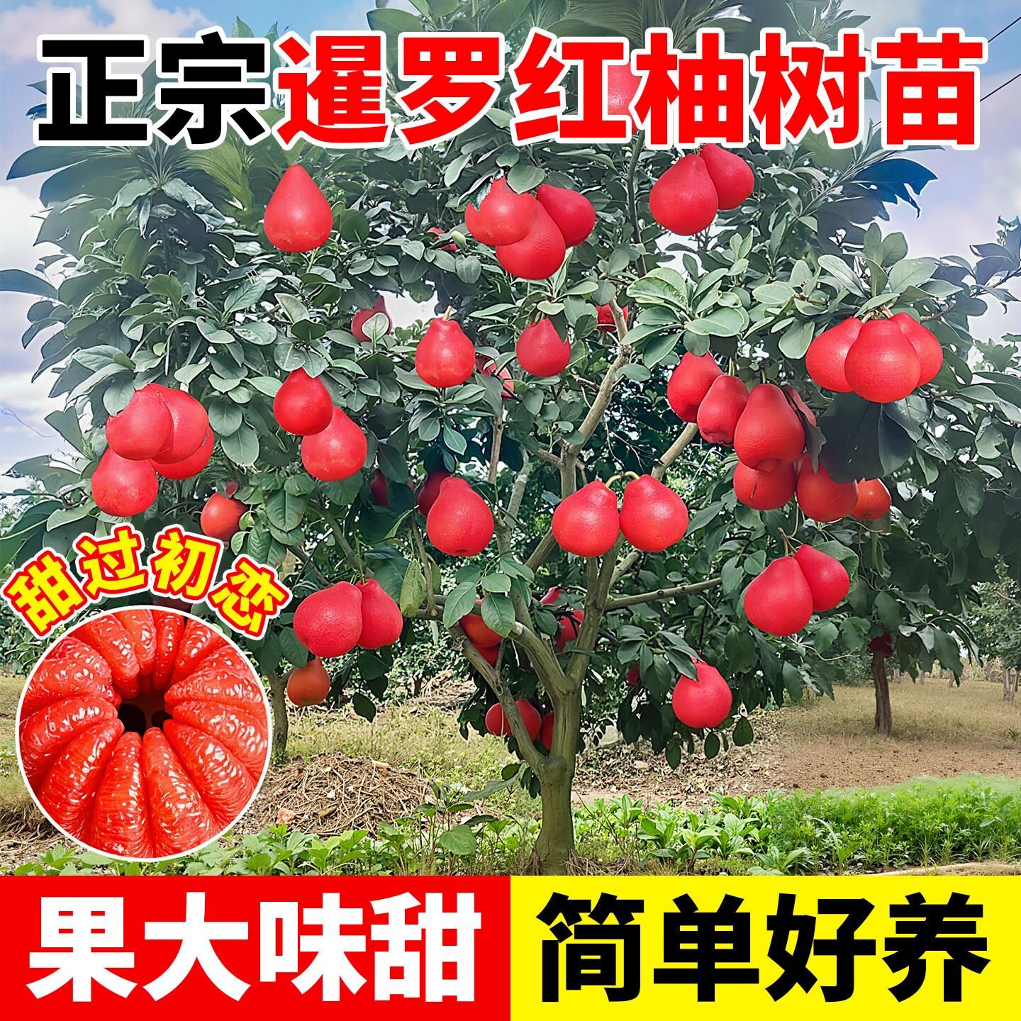 柚子树苗嫁接泰国暹罗红沙