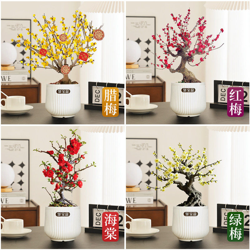 素心腊梅花树苗老桩盆栽室