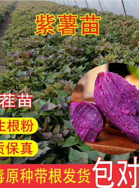 紫薯苗蜜地瓜板栗西红糖心