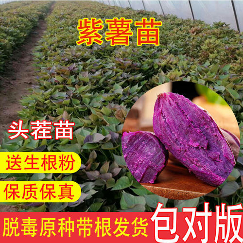 紫薯苗蜜地瓜板栗西红糖心