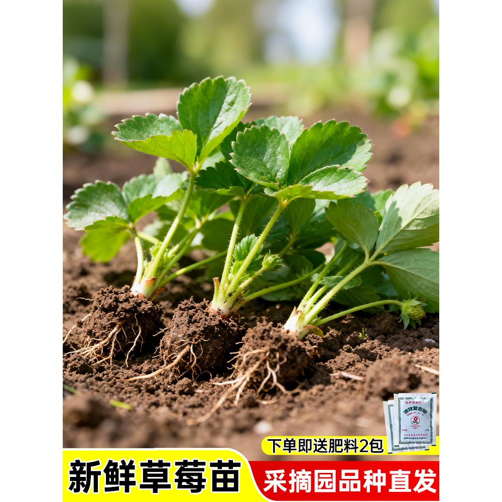 草莓苗秧穴盘奶油红颜四季
