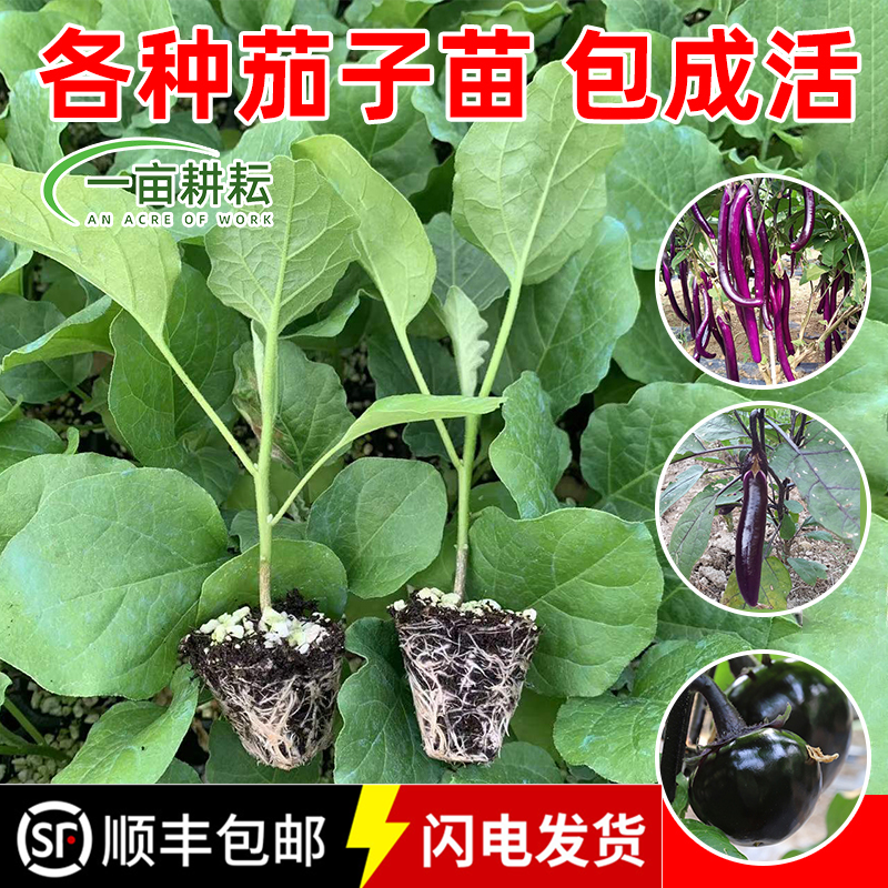 四季茄子苗黑紫红长茄圆茄子番茄蔬菜苗辣椒苗秧苗带土茄瓜茄苗