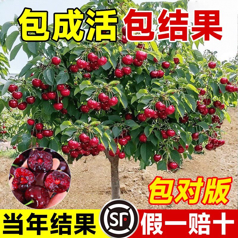 正宗车厘子树苗大樱桃果嫁