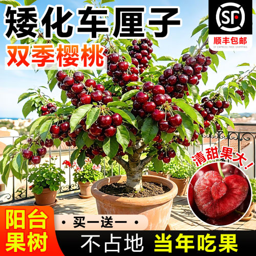 双季矮化车厘子树苗正宗特