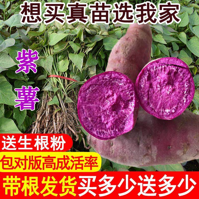 高产紫罗兰紫薯苗板栗薯西瓜红蜜薯糖心烤薯地瓜苗紫心红薯苗秧