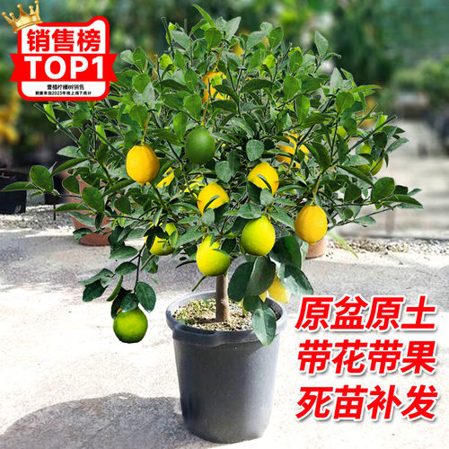 香水柠檬树盆栽带果可食用