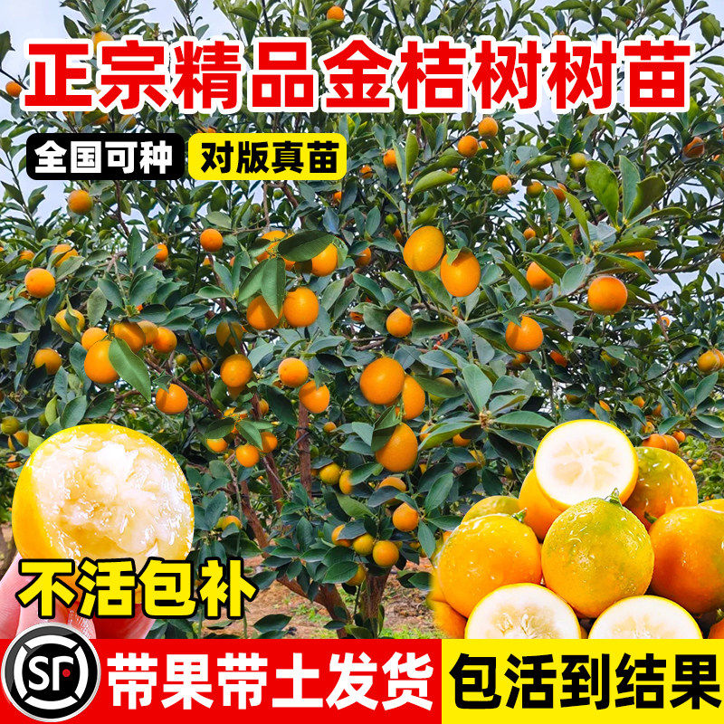 正宗金桔树苗脆蜜皮盆栽无