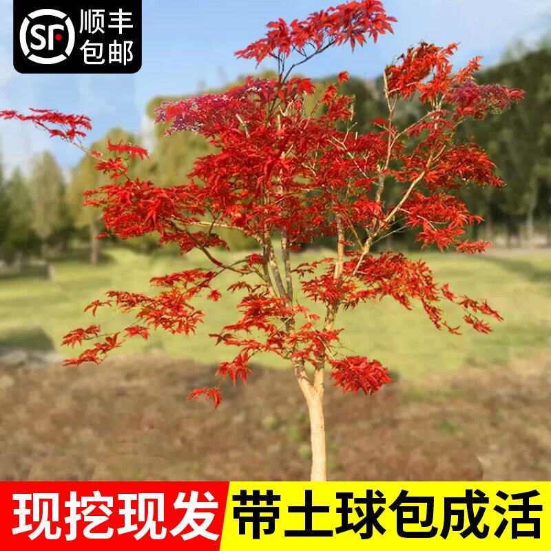 日本红枫树苗四季舞姬庭院图片