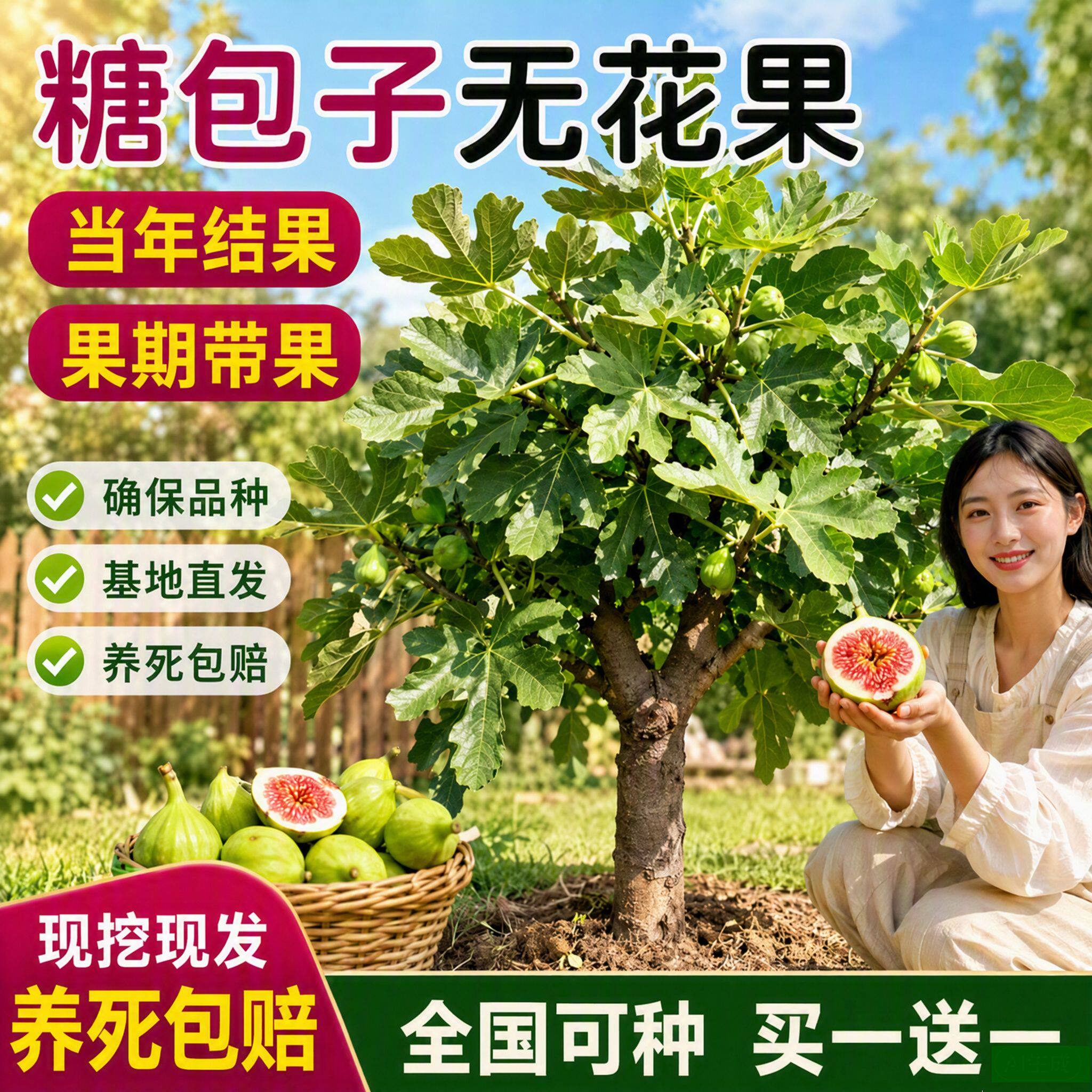 无花果树苗波姬红格莱斯特大果南北方种植大苗带果当年结果旗舰店