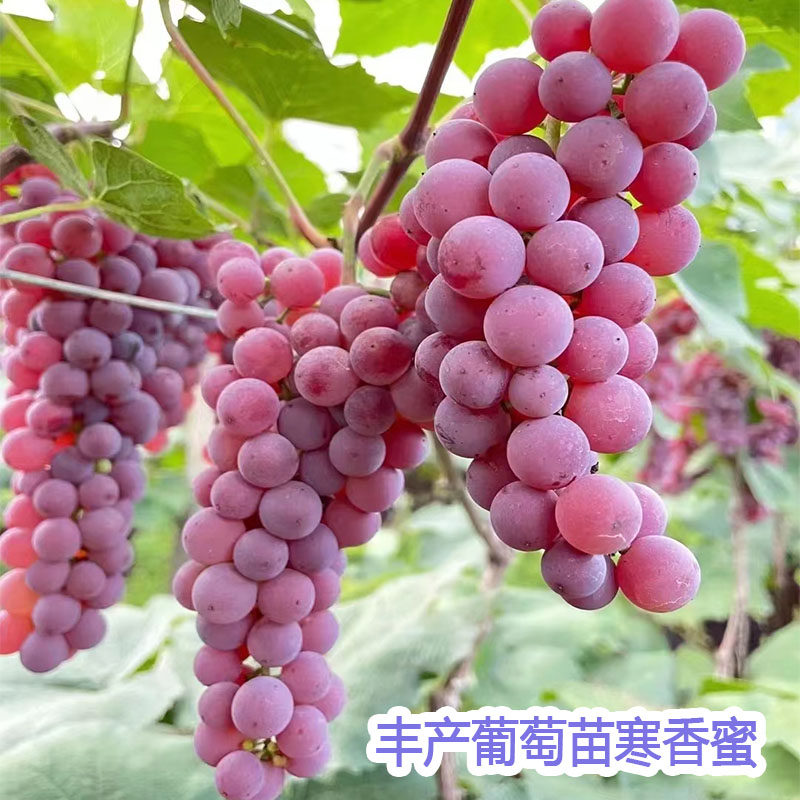 新奇寒香蜜葡萄苗无籽小树阳