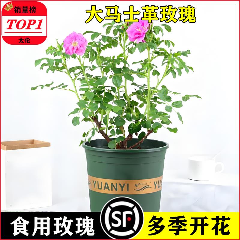 可食用大马士革玫瑰花苗盆