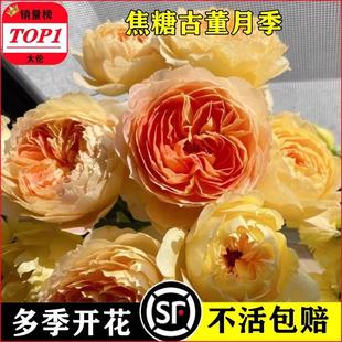 焦糖古董月季花苗灌木爬滕蔷薇四季开花庭院阳台浓香花卉盆栽好养