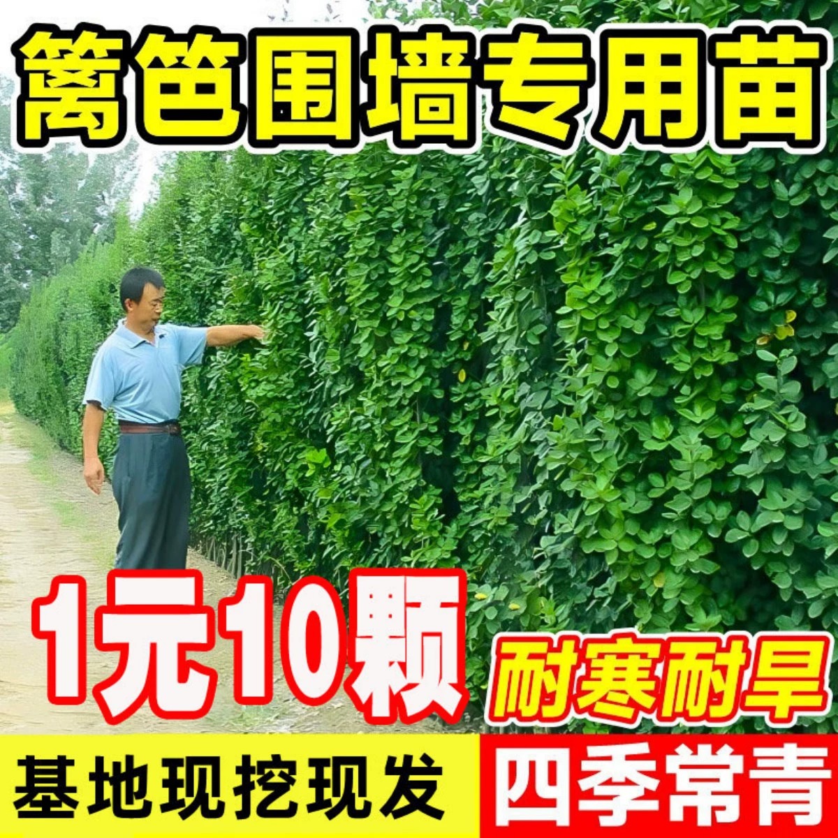 冬青树苗法国直立篱笆墙庭