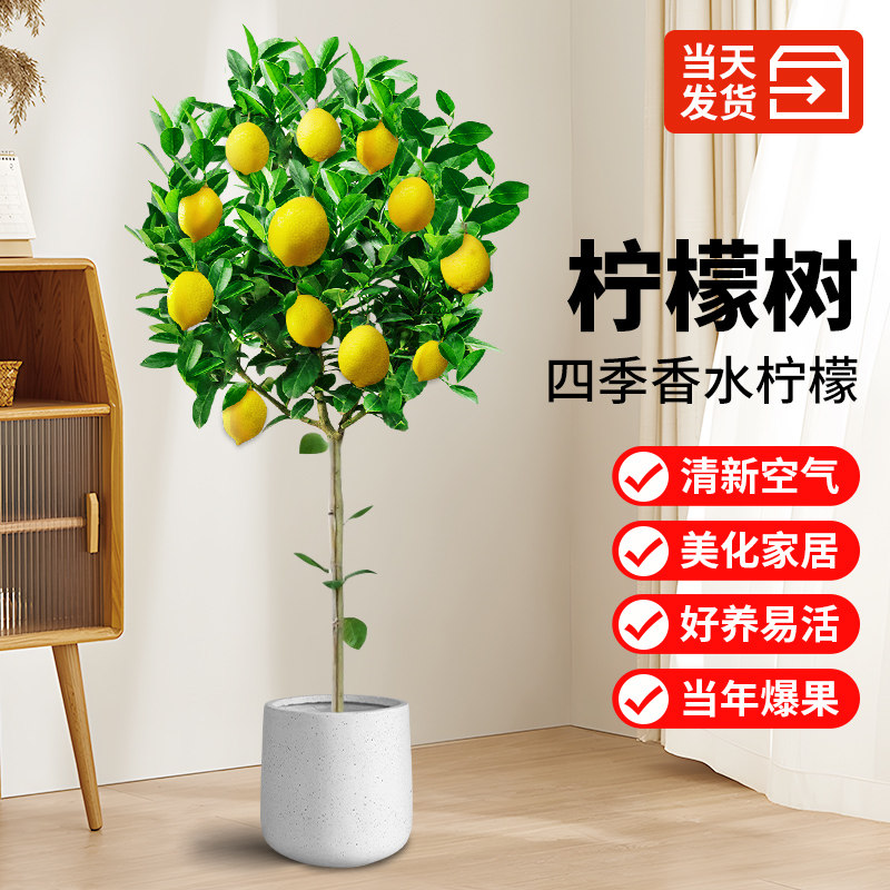 香水柠檬树苗果盆栽四季带