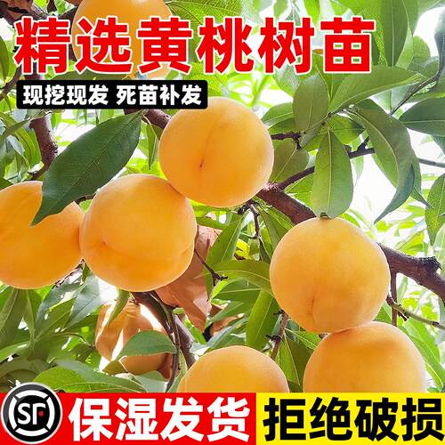 锦绣黄桃树苗嫁接大果现挖