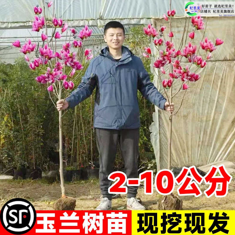 红白紫黄广玉兰花树苗带苞