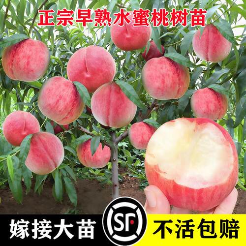 早熟高产水蜜桃树苗四季可