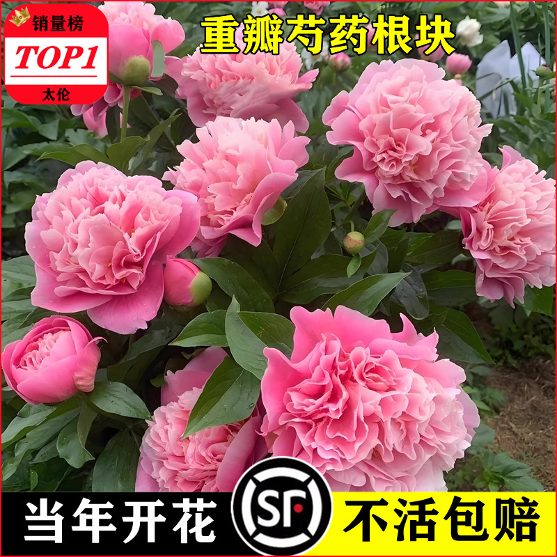 重瓣大花芍药苗带芽根块四