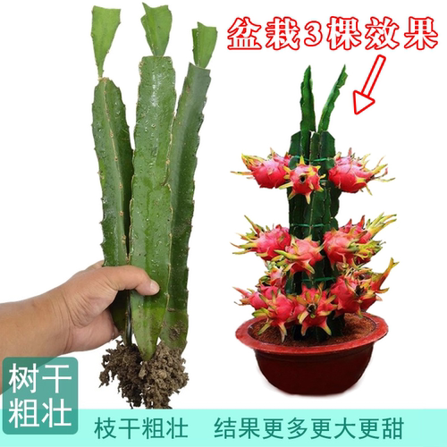 火龙果树苗盆栽地客厅阳台庭
