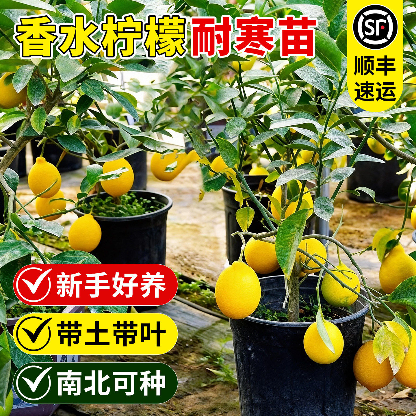 香水柠檬树苗盆栽四季果客
