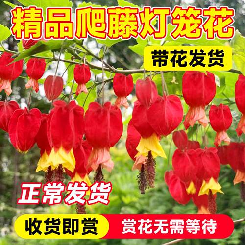 灯笼花盆栽四季多苗爬藤植