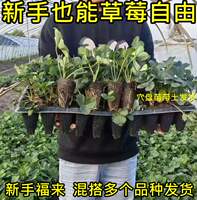 Four Seasons Strawberry Seedlings, Cream Red Beauty Strawberry seedlings, strawberry potted plants grown in greenhouses, new seedlings bearing fruit in the same year with soil thumbnail 3