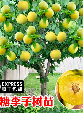 蜂蜜李子苗糖树黑布林清脆果