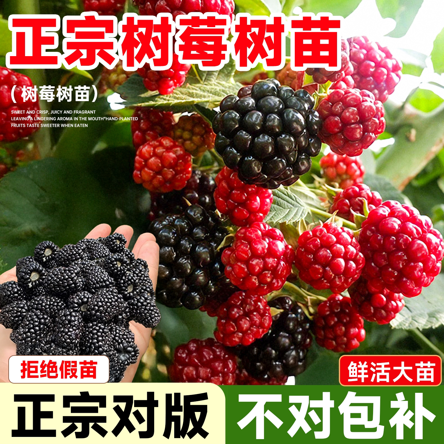 树莓苗双季覆盆子红黑当年