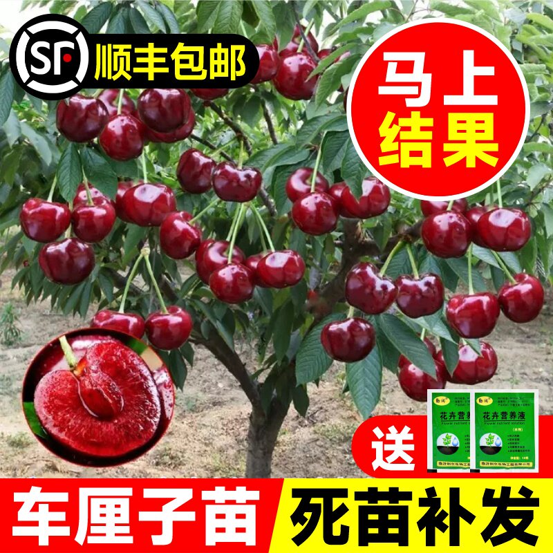 车厘子树苗矮化樱桃南北方