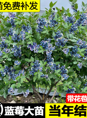 蓝莓树果苗带盆栽当年结南北