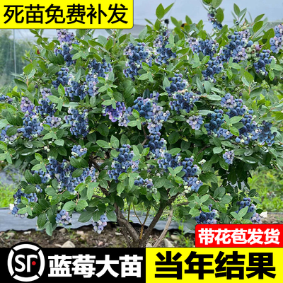 蓝莓树果苗带盆栽当年结南北